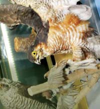 Горска разходка в центъра на Русе