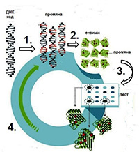 Еволюция в епруветка