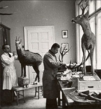 Природонаучният музей стана на 130