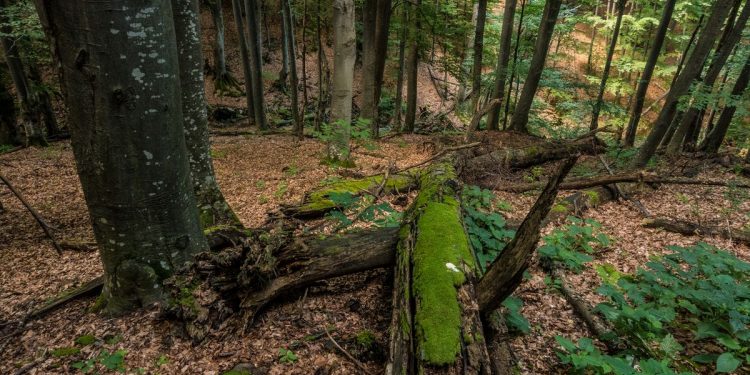 Горската биоенергия – потенциал или опасност