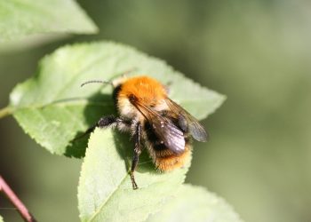 „Заселват“ 2 милиона пчели във Виена