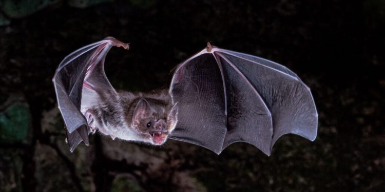 Гени определят диетата на прилепите вампири