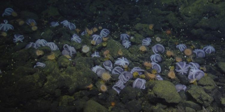 Градината на октоподите