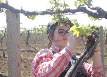 Кой е най-добрият млад фермер