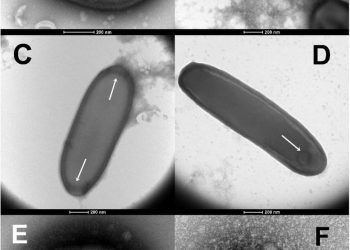 Съживиха вирус на 48 500 години