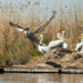 15 двойки пеликани гнездят в резервата „Сребърна“