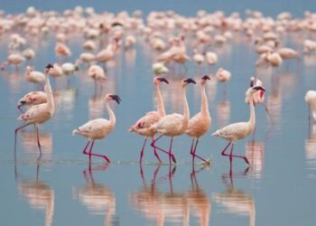 Розово фламинго сви гнездо у нас