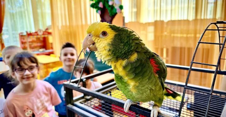 Папагал на гости в детска градина
