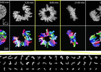 Учени от БАН разкриват движението на хромозомите с невиждана точност