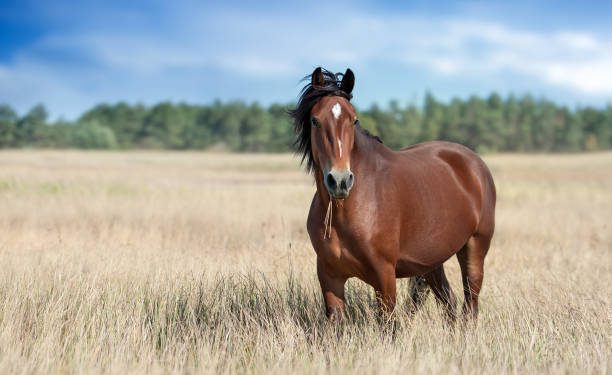Еволюционна грешка превръща конете в първокласни атлети