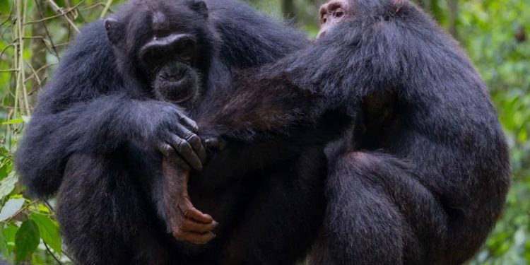 Шимпанзета оказват първа помощ