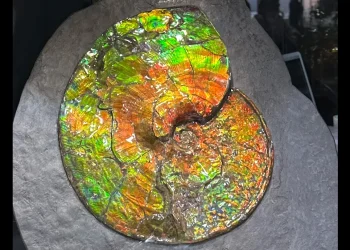 Откъде е блясъкът на амолитовите скъпоценни камъни?