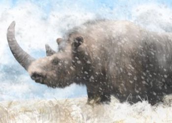 Учени откриват ДНК на изчезнал носорог в стомаха на мумията на малко вълче