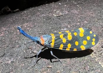 „Биологичният шум“ води до повторна поява на рак